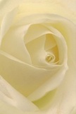 This evocative close-up pulls you right into the delicate embrace of an ivory rose, a vision familiar to anyone who cherishes Alperton's floral artistry. The petals unfurl smoothly, inviting you to imagine their silken texture and whisper-light touch-soft as the morning breeze over Alperton's green spaces. Gentle shadows settle between each curve, while highlights accentuate the blossom's hypnotic spiral, lending the arrangement a sense of quiet drama and grace. The overall atmosphere is one of peaceful reverence, perfect for moments of heartfelt sympathy, sincere admiration, or embracing new beginnings in local life. As a florist experienced in serving Alperton, I see this rose as the purest expression of care-a thoughtful gift or tribute for anyone seeking comfort or celebration. The faint sweetness of its scent seems to hover in the air, subtle yet lasting. Every intricate detail reflects the careful hands and compassionate artistry that define Alperton florists, ensuring this rose stands as a fitting choice for special deliveries and cherished milestones across the neighbourhood.